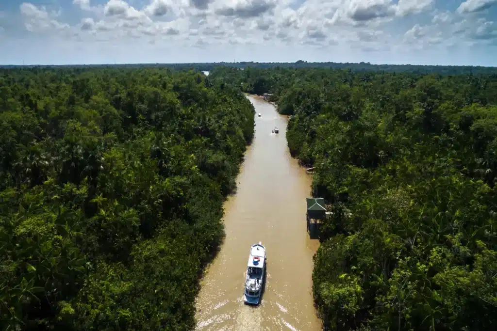 Gallery Amazon Rainforest
